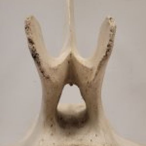 Escultura, reproducción vertebra de ballena de aleta o rorcual, s. XXI – Francia