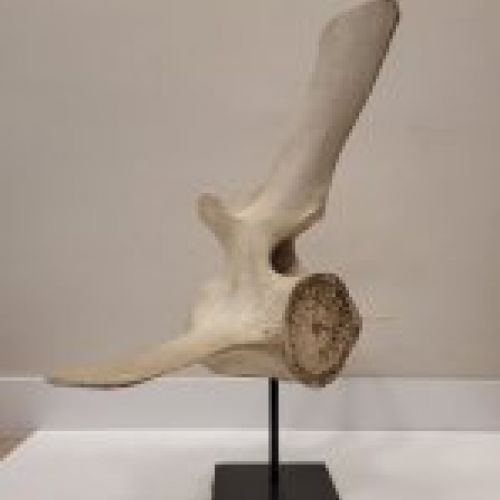 Escultura, reproducción vertebra de ballena de aleta o rorcual, s. XXI – Francia