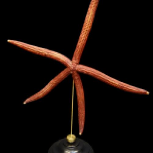 Estrella de mar "Ophidiaster Ophidianus"