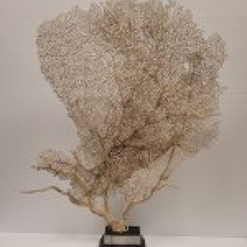 Fósil de gorgonia blanca sobre peana, origen Indonesia